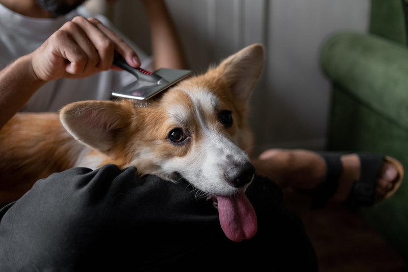 Grooming